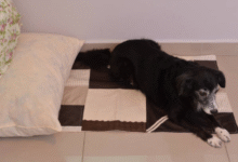 Dog Mattress for Sale: The Ultimate Guide to Choosing the Perfect Sleep Solution for Your Pet 