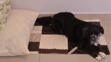 Dog Mattress for Sale: The Ultimate Guide to Choosing the Perfect Sleep Solution for Your Pet 