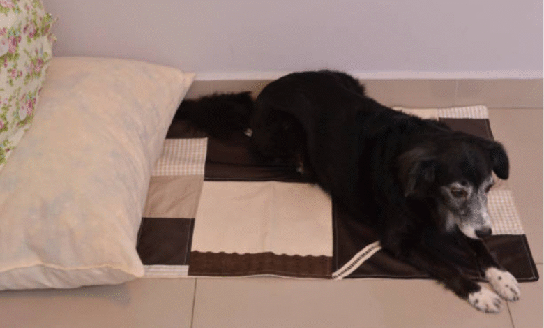 Dog Mattress for Sale: The Ultimate Guide to Choosing the Perfect Sleep Solution for Your Pet